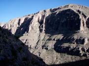 bristlecone